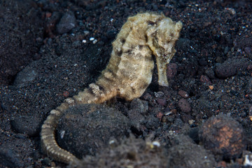 A well-camouflaged Estuarine seahorse, Hippocampus kuda, lies on a black sand seafloor in Komodo National Park, Indonesia. This tropical area is known for its high marine biodiversity.