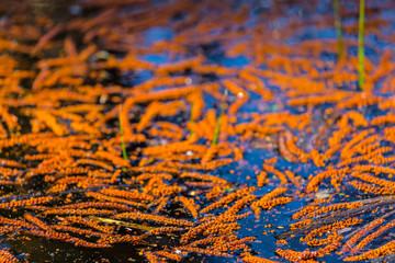 red tree seeds floating on a water, abstract natural background