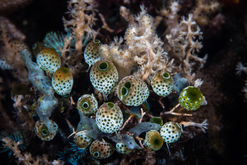 A small bouquet of tunicates and soft corals grows on a reef in Indonesia. This region is part of the Coral Triangle and is known for its high marine biodiversity.