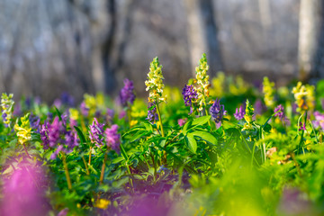 beautiful summer forest glade with flowers, nice natural background