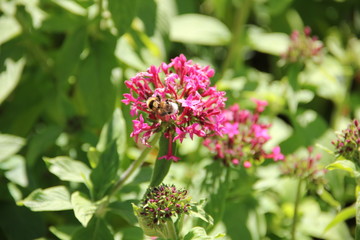 Madeira Botancial Garden