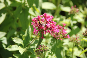 Madeira Botancial Garden