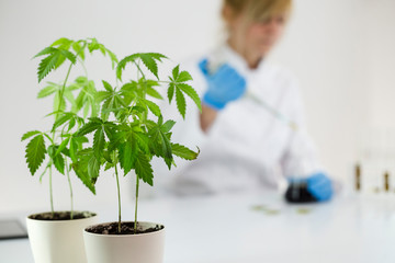 Scientist checking a pharmaceutical cbd oil in a laboratory on watch glass