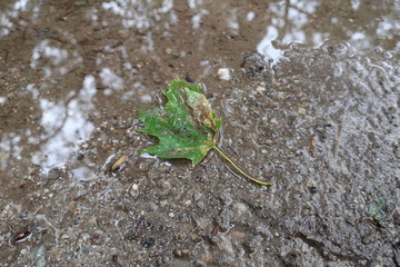 Blatt auf dem Boden