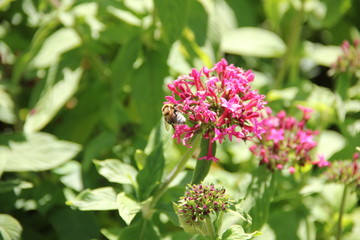 Madeira Botancial Garden