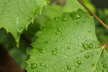 Grape leaves with drops after rain. Fresh spring leaves with water drops