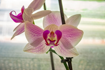 Orchids with a red blossom