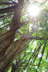 Fototapeta premium tree in forest