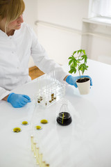 Obraz na płótnie Canvas Scientist checking the marijuana plant progress in a laboratory