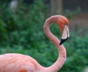 Pink Flamingo Against Soft Green Background - Image