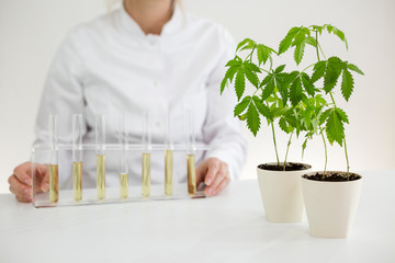 Showing cbd oil in various glass bowls in a laboratory