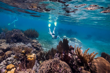 Tourists snorkeling, Turneffe Atoll, Belize Barrier Reef, Belize - obrazy, fototapety, plakaty