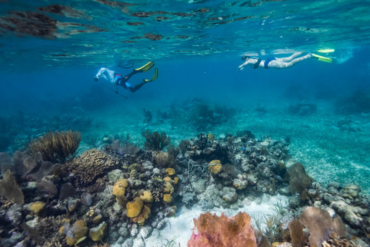 Tourists snorkeling, Turneffe Atoll, Belize Barrier Reef, Belize