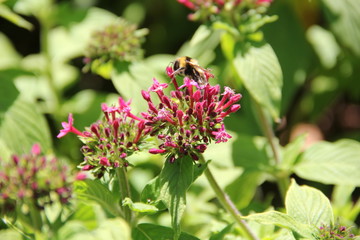 Madeira Botancial Garden