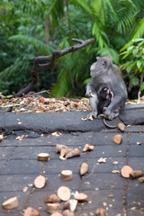 Balinese long tailed monkey
