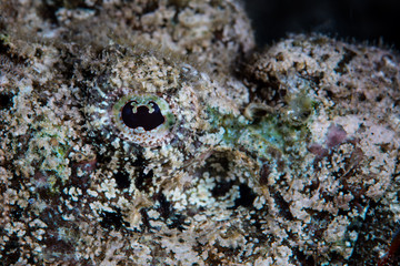 A well-camouflaged Devil scorpionfish waits to ambush prey on a black sand seafloor in Komodo National Park, Indonesia. This tropical area is known for its high marine biodiversity.