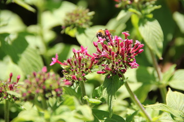 Madeira Botancial Garden