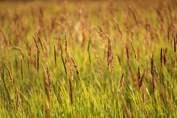 beautiful summer landscape with wild plants