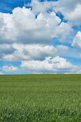 Bright sunny summer day large clouds over green field of young wheat