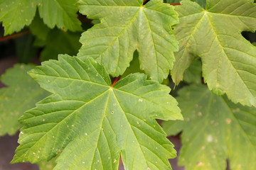 Photosynthese betreibende Ahornblätter als natürlicher und ökologisch nachhaltiger Hintergrund für Vegetarier und Veganer