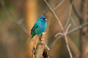Cute blue bird on stick, indigo bunting
