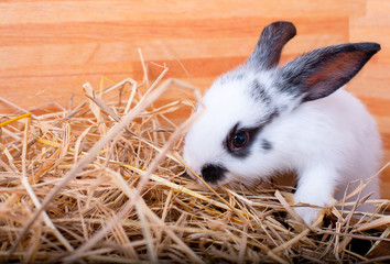 Cute black and white little bunny rabbit stay over straw with brown wooden background and copy space