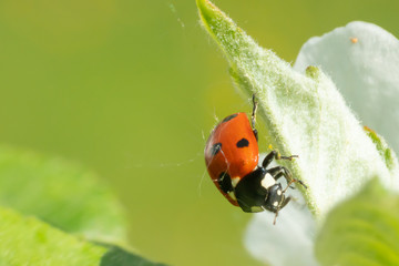 Red ladybug on green leaf macro close-up