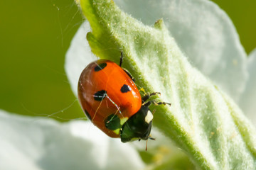 Red ladybug on green leaf macro close-up