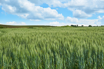 Bright sunny summer day large clouds over green field of young wheat