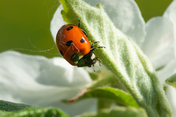 Red ladybug on green leaf macro close-up