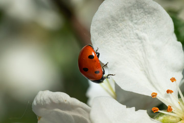 Red ladybug on apple tree flower macro close-up