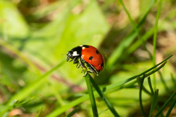 Red ladybug on green grass macro close-up