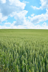Bright sunny summer day large clouds over green field of young wheat