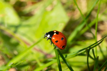 Red ladybug on green grass macro close-up