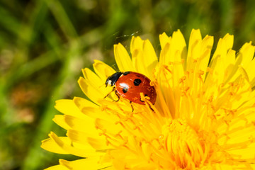 Red ladybug on dandelion flower macro close-up