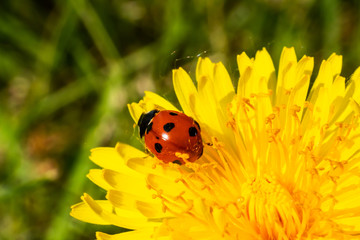 Fototapeta premium Red ladybug on dandelion flower macro close-up