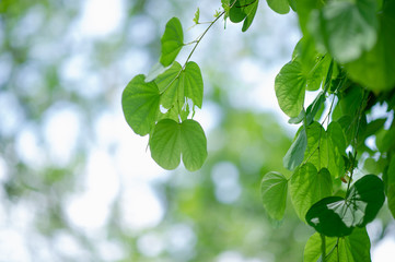 Fototapeta na wymiar Green leaves are in the green area in the rainy season. Abundant natural concepts