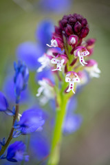 Neotinea Ustulata, orquídea en flor en primavera
