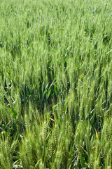 Bright sunny summer day large clouds over green field of young wheat
