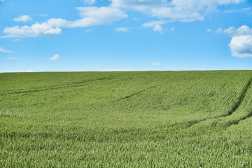 Fototapeta premium Bright sunny summer day large clouds over green field of young wheat