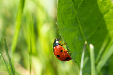 Red ladybug with pollen on green leaf macro close-up