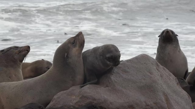 Games of fur seals on the coast of the Atlantic Ocean.