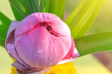 Blossom pink lotus flower bud and marigold With green leaf and water drop