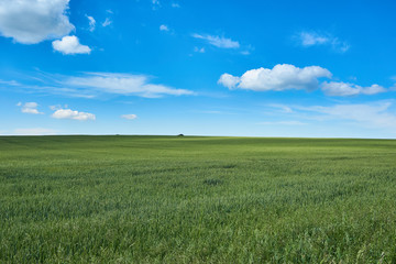 Bright sunny summer day large clouds over green field of young wheat