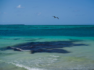 Bird flying over the ocean, Half Moon Caye, Lighthouse Reef Atoll, Belize
