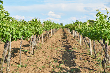 Fototapeta na wymiar Bright sunny day Vineyard over hill with beautiful blue sky with clouds
