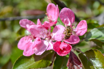wasp on a pink flower