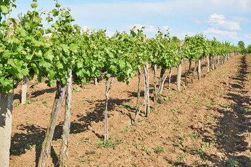 Fototapeta na wymiar Bright sunny day Vineyard over hill with beautiful blue sky with clouds