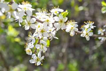 white flowers of a tree