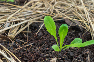 Growing young plant